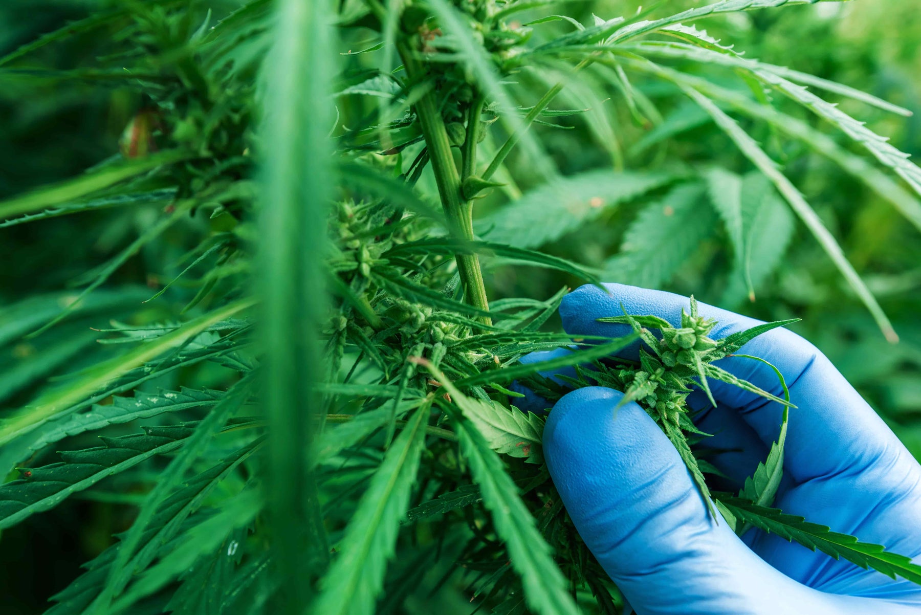 Cannabis-Anbau neu definiert – Mit Engel Lighting Optimus und Line zum Maximum an Qualität und Ertrag