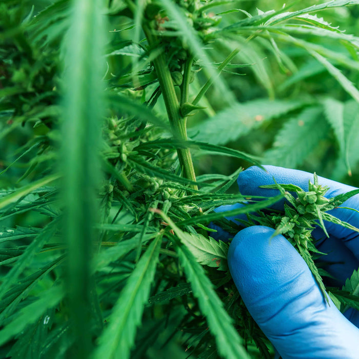 Cannabis-Anbau neu definiert – Mit Engel Lighting Optimus und Line zum Maximum an Qualität und Ertrag
