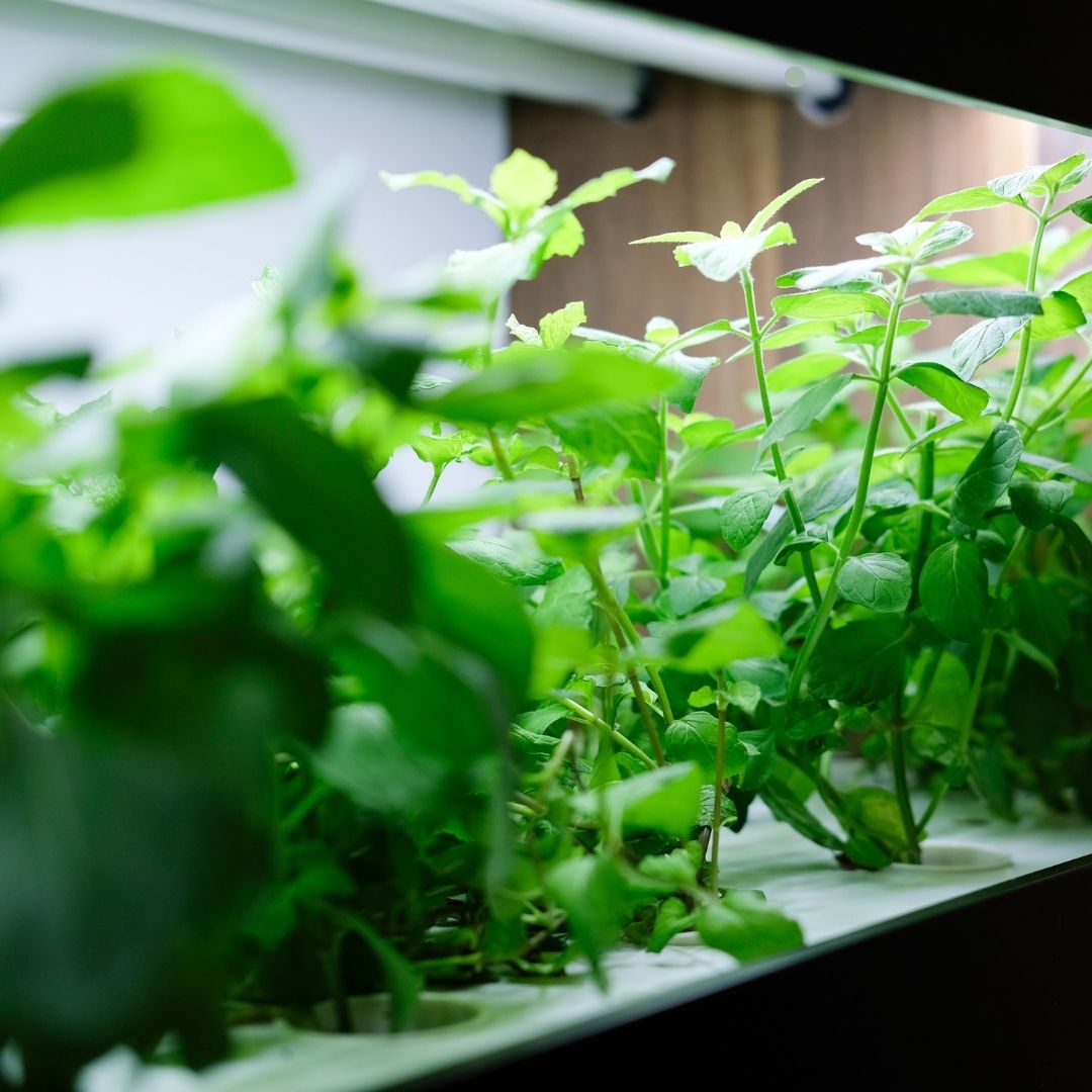 Die Wissenschaft hinter Pflanzenbeleuchtung Engel Lighting 