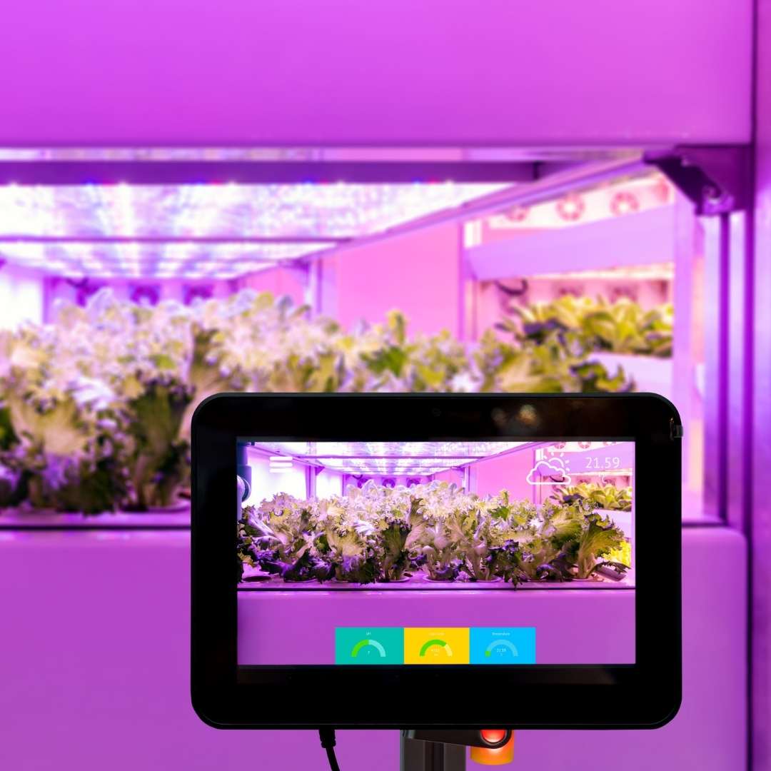 Grow Lights: The Importance of Lighting for Your Plants' Growth Engel Lighting 
