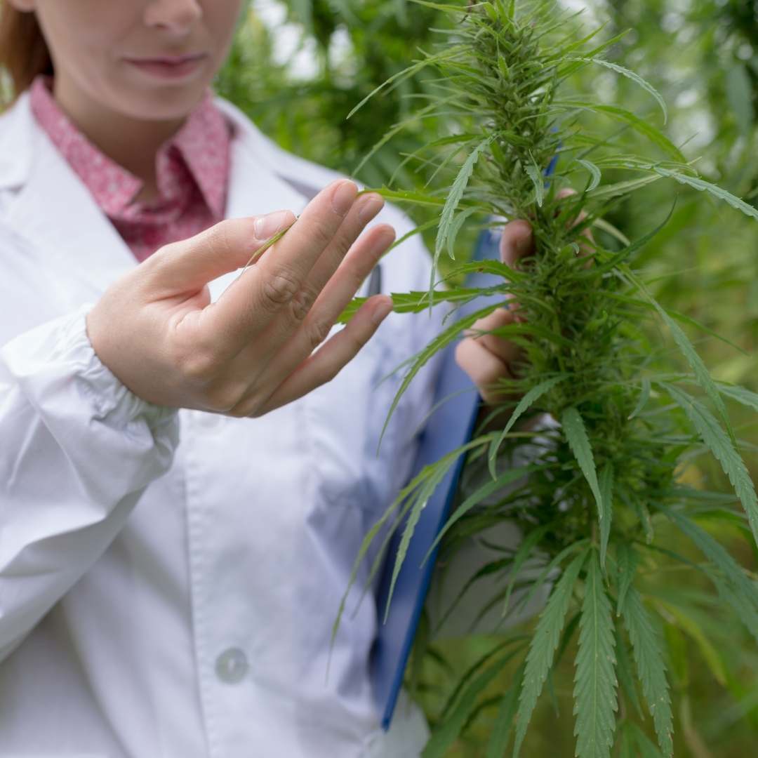 Engel Light LED Grow Lights für Cannabis-Anbau — Engel Lighting