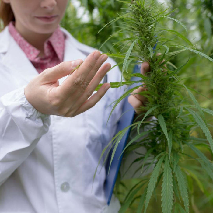 LED Grow Lights für Cannabis-Anbau Engel Lighting 