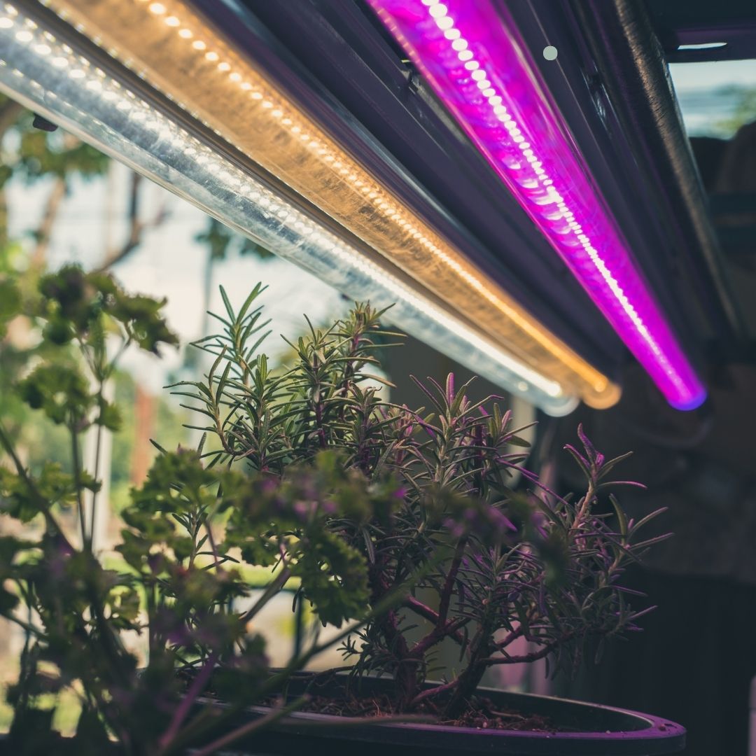 LED vs. Traditionelle Pflanzenlampen Engel Lighting 