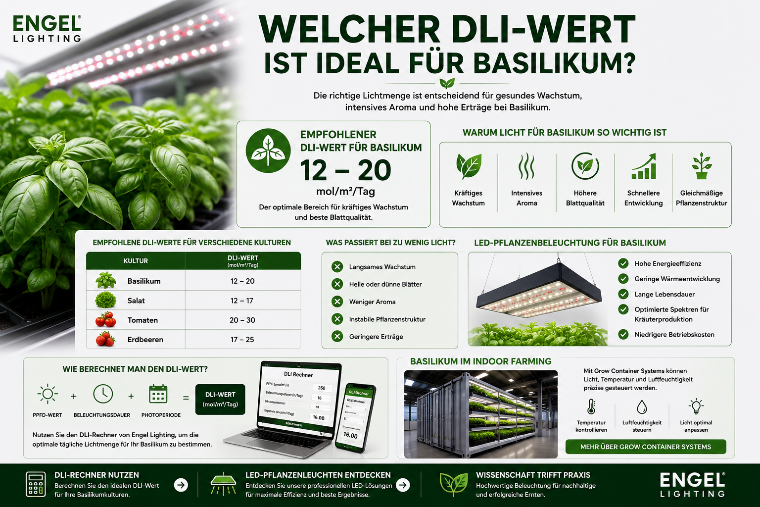 Welcher DLI-Wert ist ideal für Basilikum?