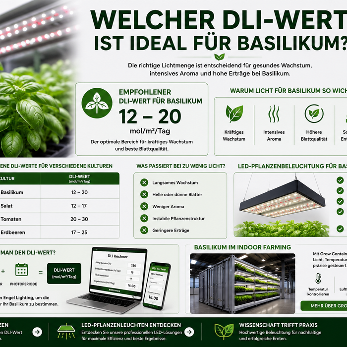 Welcher DLI-Wert ist ideal für Basilikum?