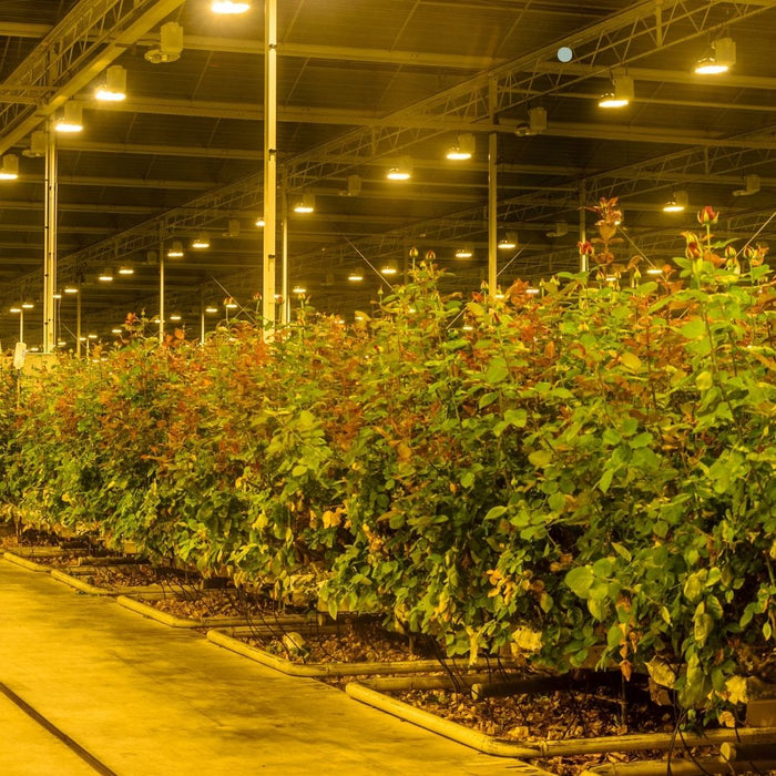 Plant Lighting and Its Role in Reducing Plant Diseases: How the Right Light Protects Your Plants Engel Lighting 