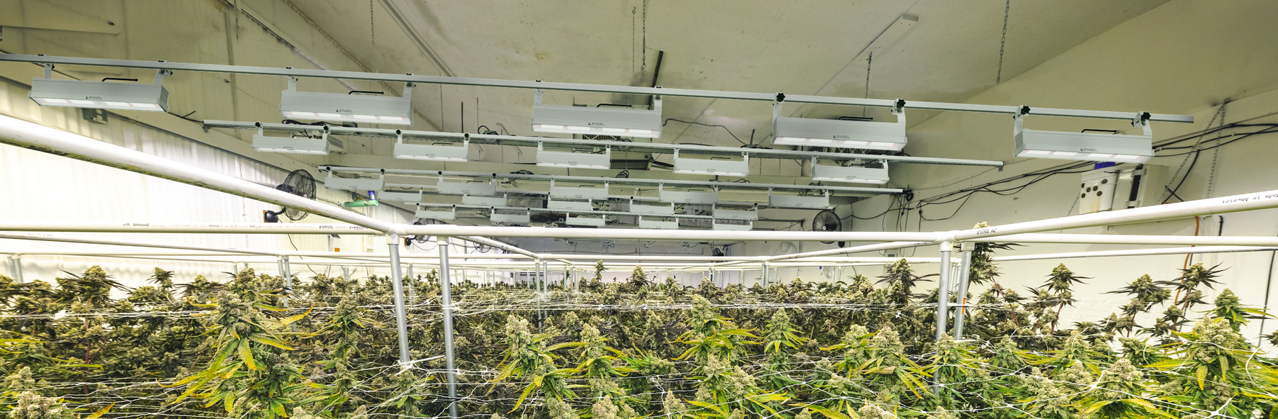 Cannabis Social Club in Deutschland: So planen Sie Ihren Erfolg – Schritt für Schritt zur grünen Gemeinschaft Engel Lighting 