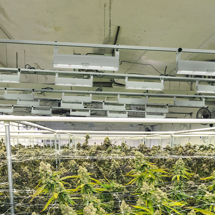 Cannabis Social Club in Deutschland: So planen Sie Ihren Erfolg – Schritt für Schritt zur grünen Gemeinschaft Engel Lighting 