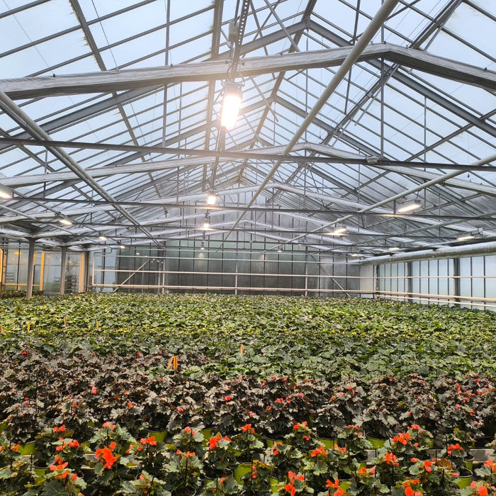 LED Gewächshausbeleuchtung für Topfpflanzen: Wie Gartenbau Laege mit der Optimus Eiar 300W Blütenqualität und Energieeffizienz vereint
