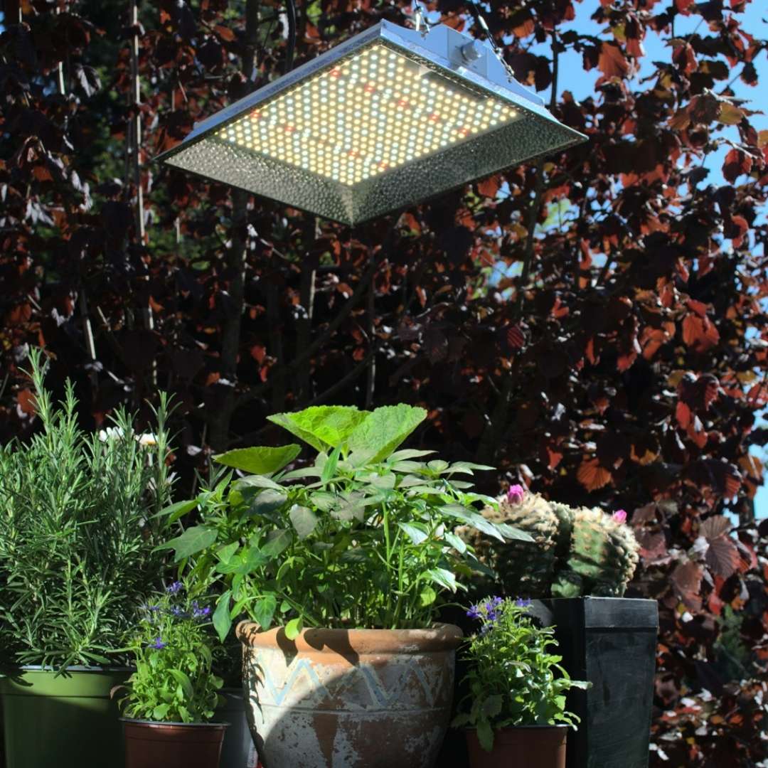 Die besten LED Pflanzenlampen für Ihr Indoor-Garten Engel Lighting 