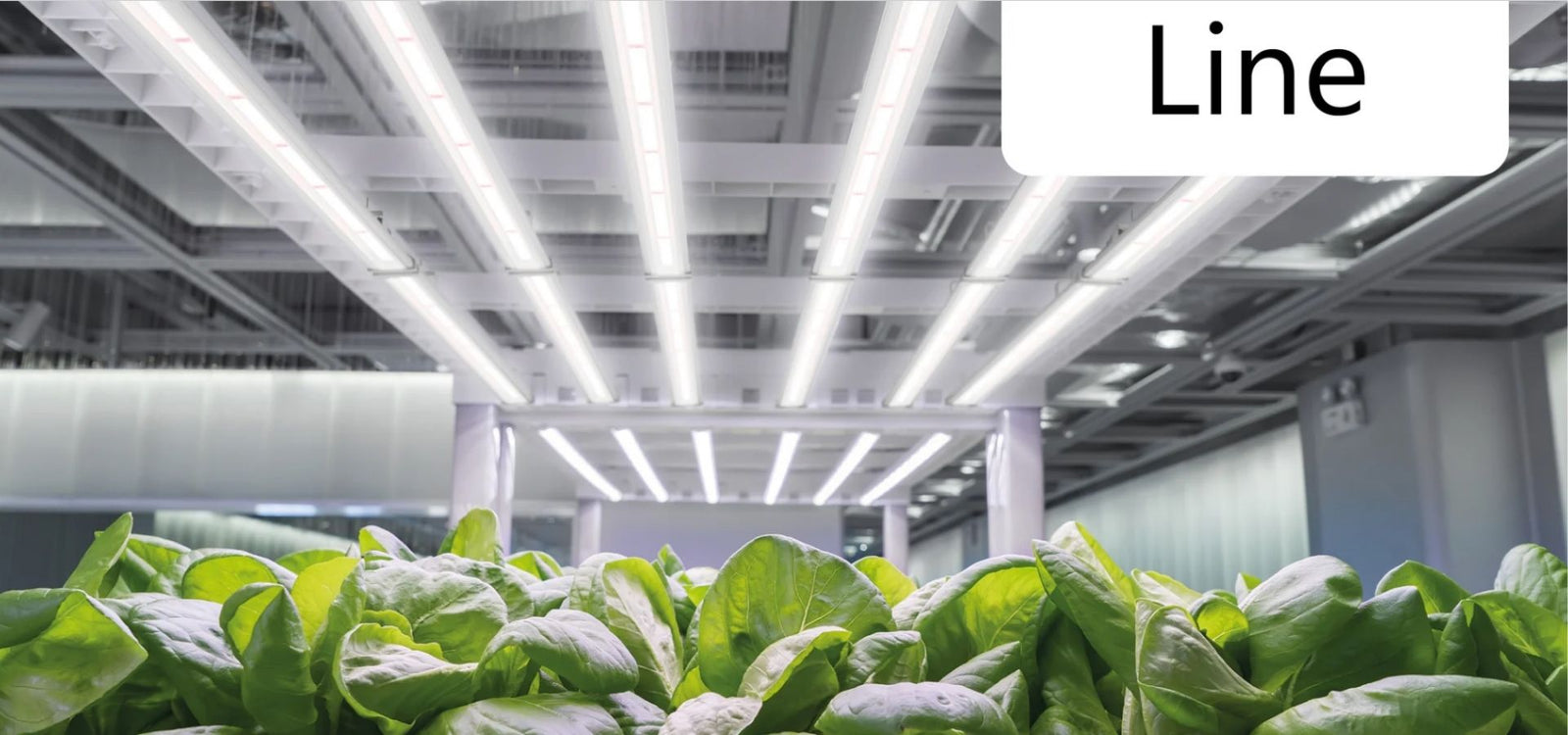 Engel Line – LED-Pflanzenleuchte mit 4 Spektren & Software-Anbindung ...