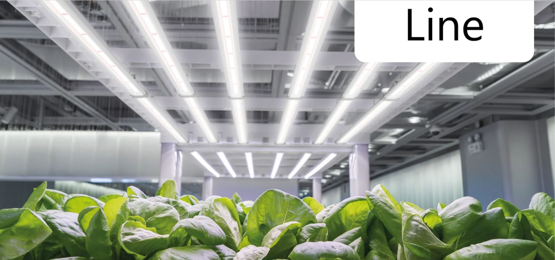 Engel Line – LED-Pflanzenleuchte mit 4 Spektren & Software-Anbindung ...
