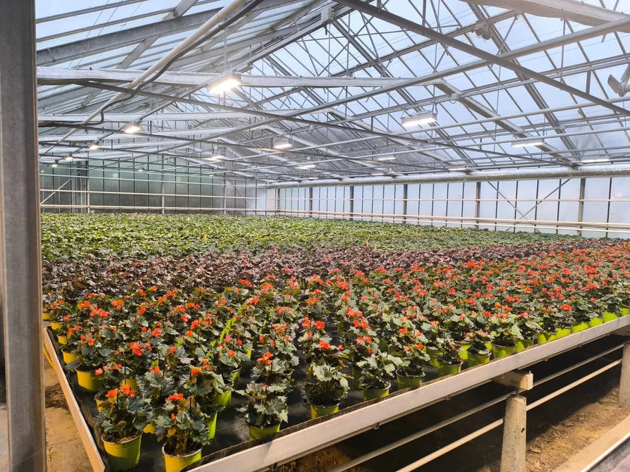 Optimus LED Horticulture Lighting